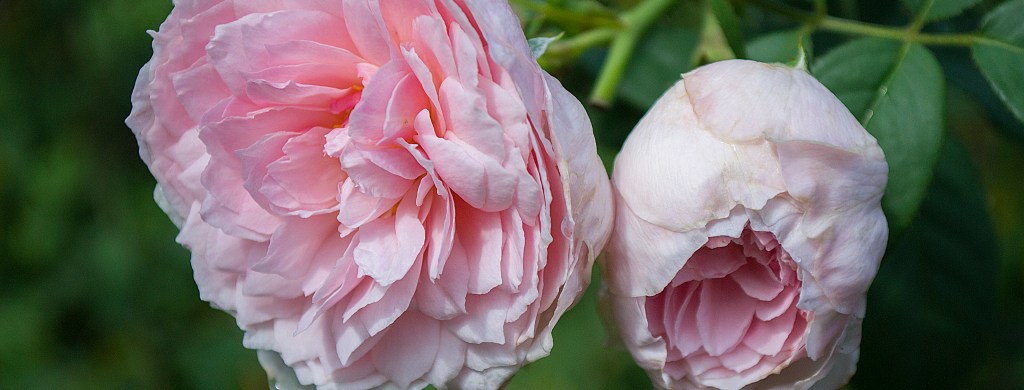 English Roses – South Florida Rose