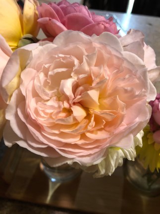 Bliss, although new, shows every sign of being a great rose.