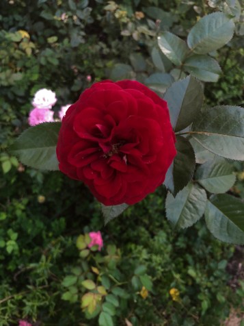 Kordes' Bordeaux Rose is an easy care choice for South Florida