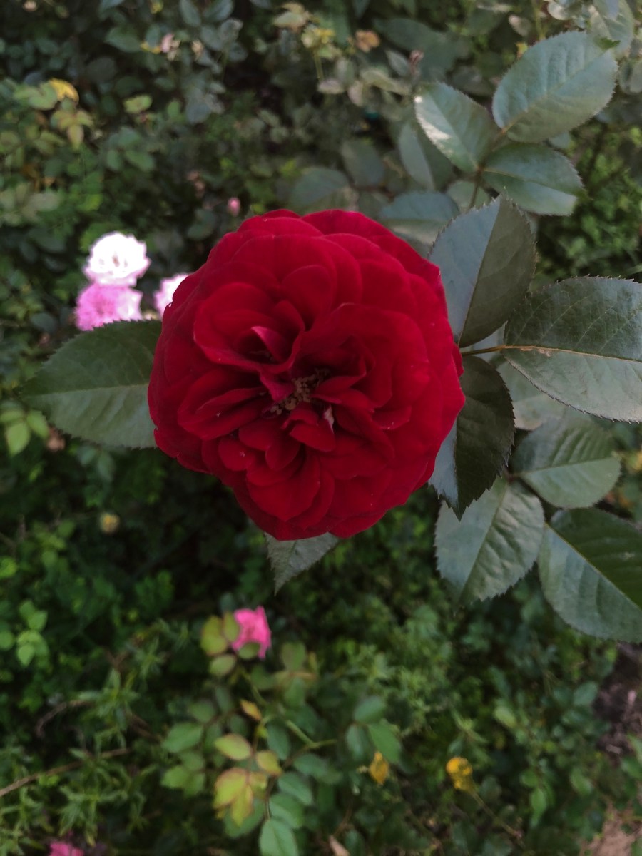 Kordes' Bordeaux Rose is an easy care choice for South Florida