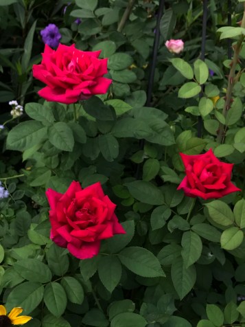 Chrysler Imperial roses