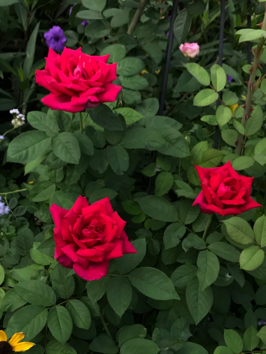 Chrysler imperial rose is one of the best reds for South Florida