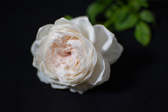 Earth Angel offers excellent disease resistance and vigor.