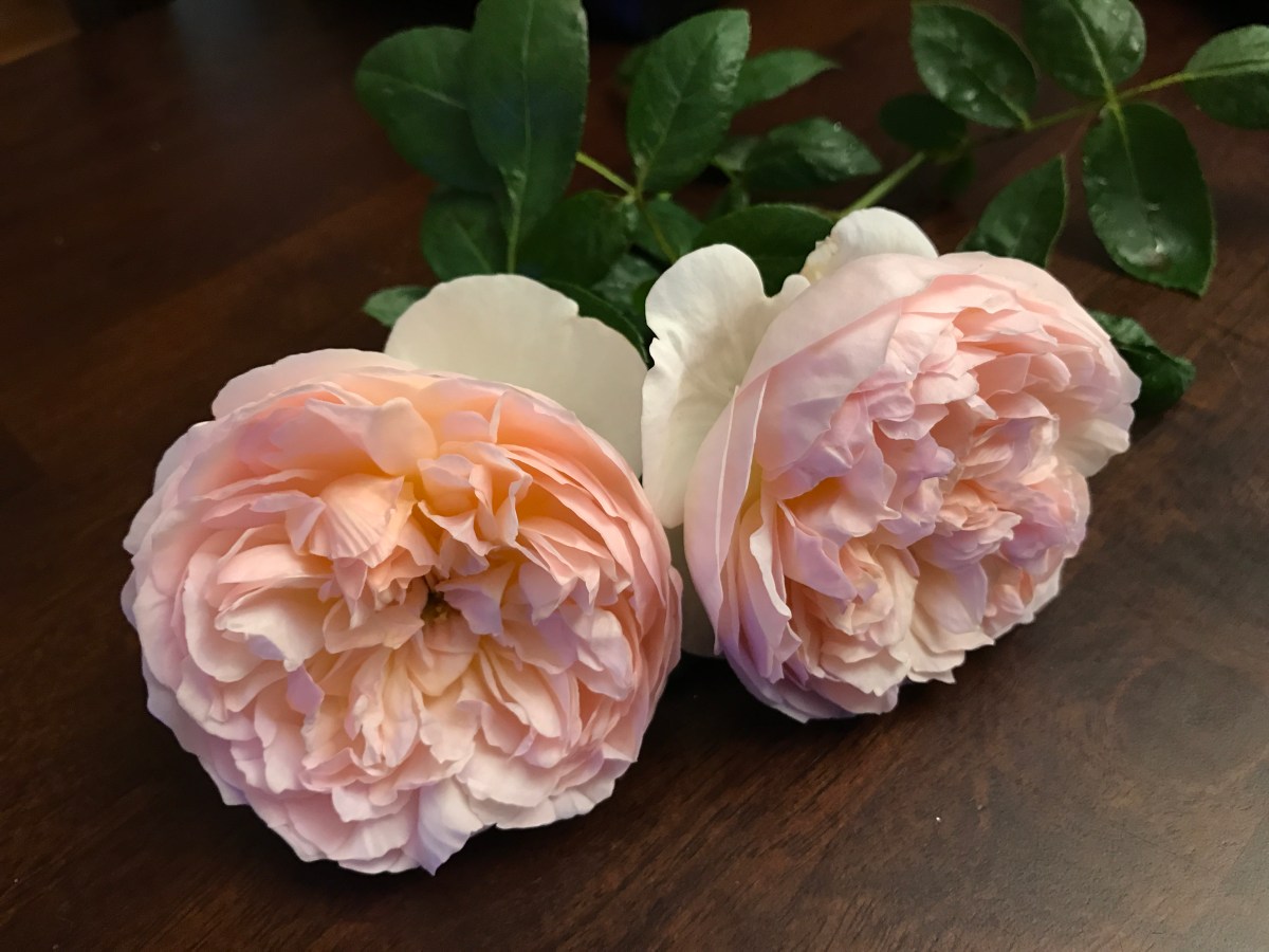 Evelyn is the winner for most fragrant rose.