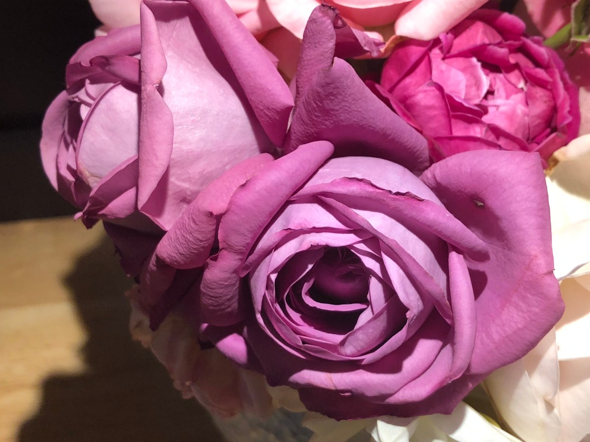 Plum Perfect's beautiful purple blooms grow easily on a healthy, prolific shrub.