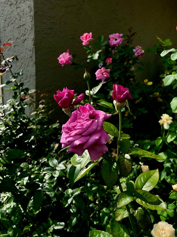 Rose_Garden09